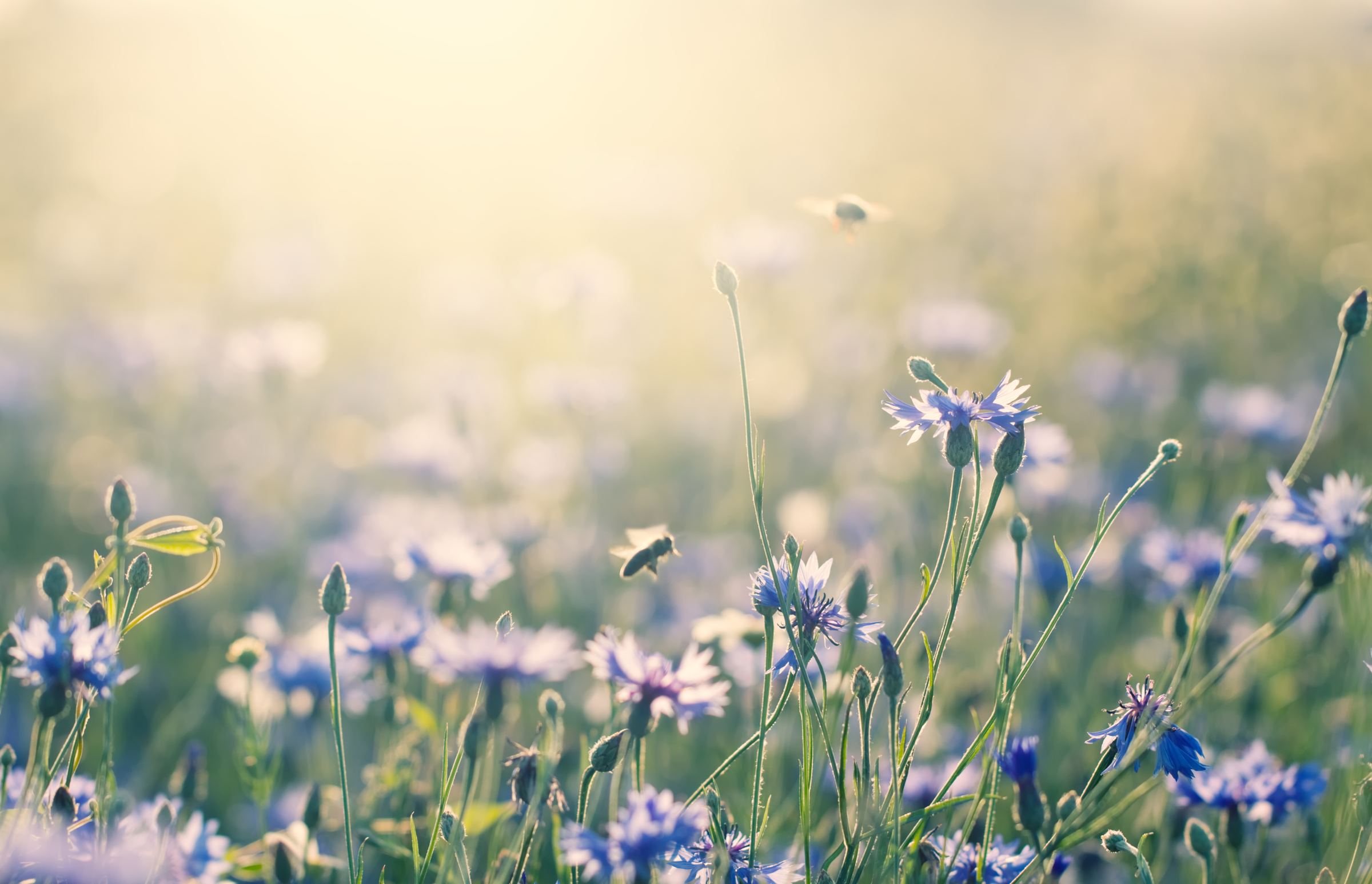 Cornflowers and bees in a sunlit meadow